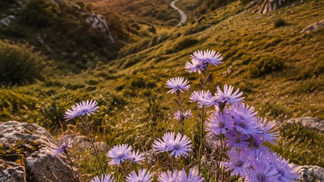 Discover the Enchantment of Chicory: A Colorful Tale – Your Ultimate Download Guide